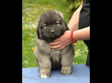 kavkaski ovčar 01.jpeg